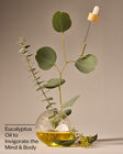 Eucalyptus Body Lotion image number null