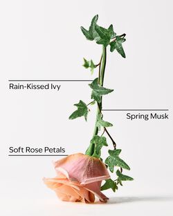 Rose Water & Ivy 3-Wick Candle image number null