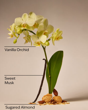 Cozy Vanilla Almond Daily Moisturizing Hand Soap Daily Moisturizing Hand Soap