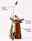 Mahogany Coconut 3-Wick Candle image number null