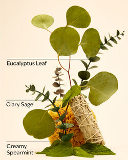 Eucalyptus + Spearmint Gentle & Clean Foaming Hand Soap image number null