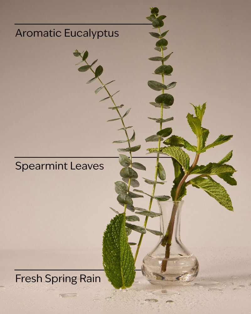 Eucalyptus Rain Wallflowers Fragrance Refill Wallflowers Fragrance Refill