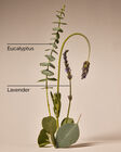 Eucalyptus Lavender Body Wash and Foam Bath image number null