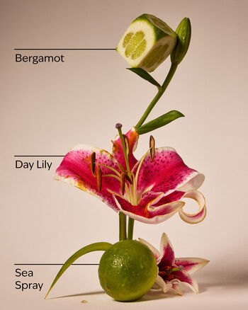 Turquoise Waters Wallflowers Fragrance Refill Wallflowers Fragrance Refill