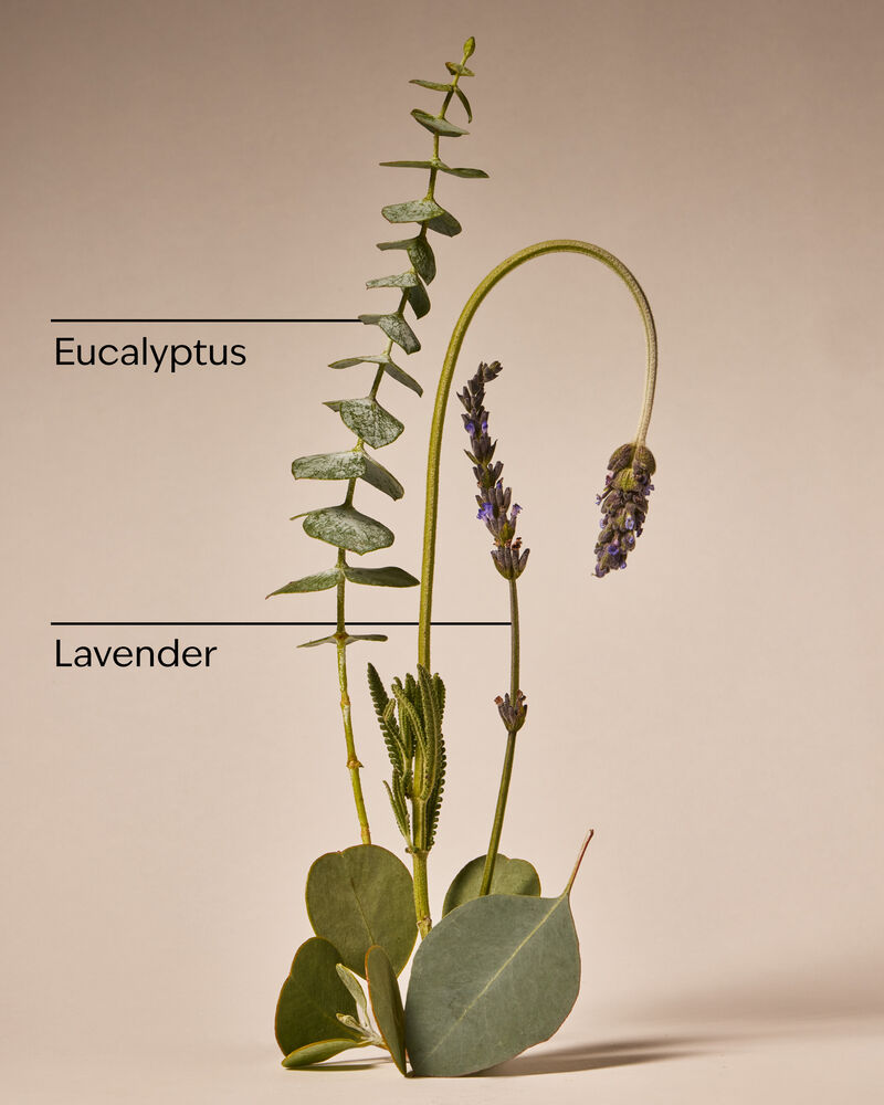 Eucalyptus + Lavender Single Wick Candle Single Wick Candle