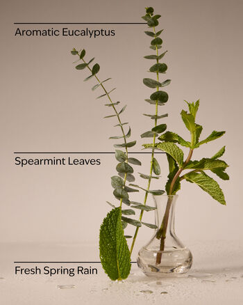 Eucalyptus Rain 3-Wick Candle 3-Wick Candle