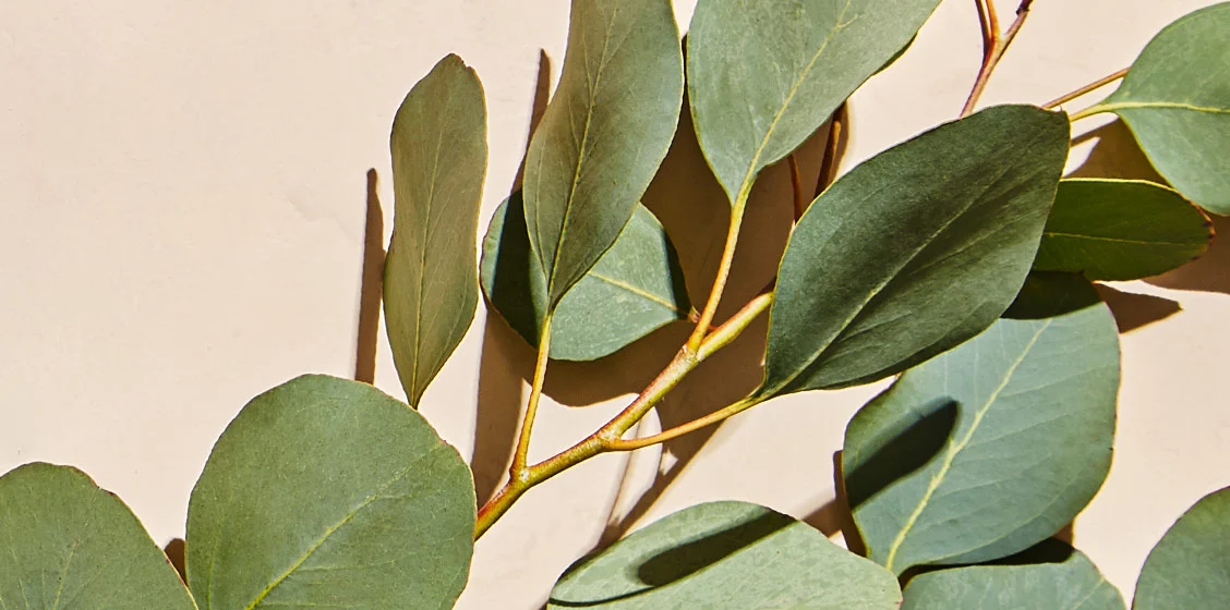 Obsesi Wewangian: Eucalyptus